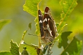 purple emperor butterfly-4